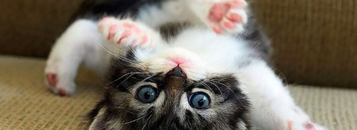 У мережі показали кота, який продемонстрував відмінні навички безконтактного бою