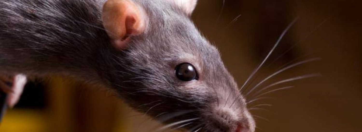 ﻿Вчені виявили останки найбільших щурів в Євразії