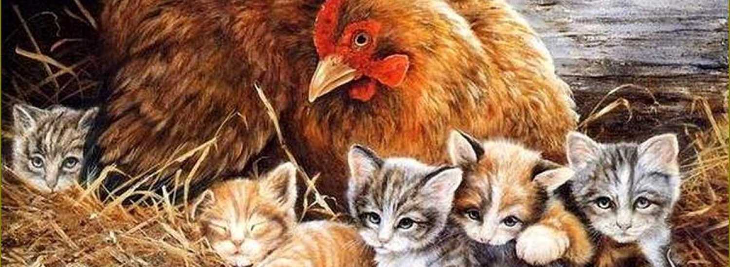 ﻿«Незвичайна сімейка!»: курка вирішила висиджувати трьох кошенят (ФОТО)