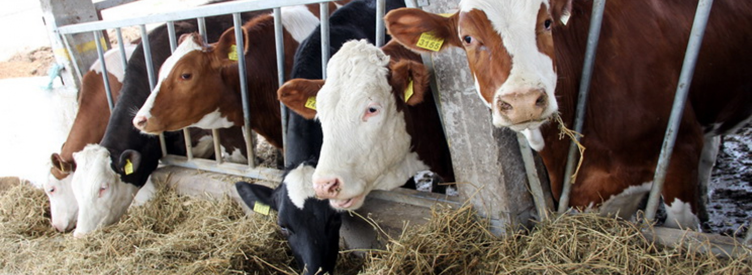 Українські виробники кормів для тварин отримали нові можливості експорту до Північної Македонії