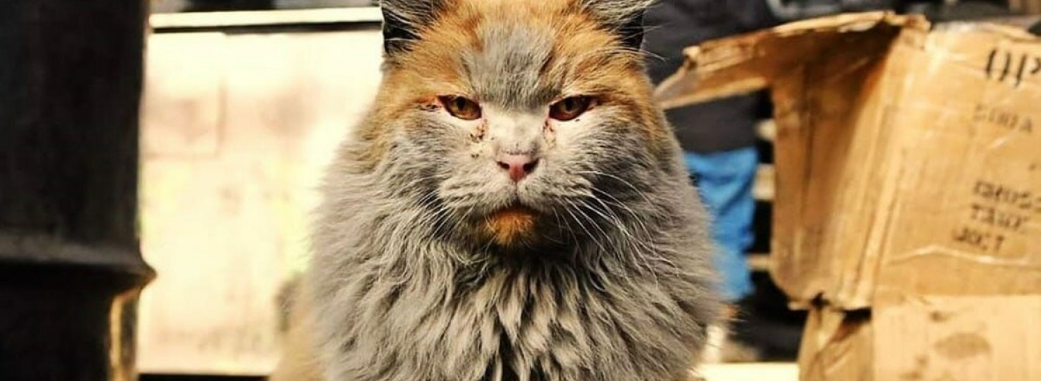 ﻿Кіт нечупара ледь не знепритомнів від свого запаху