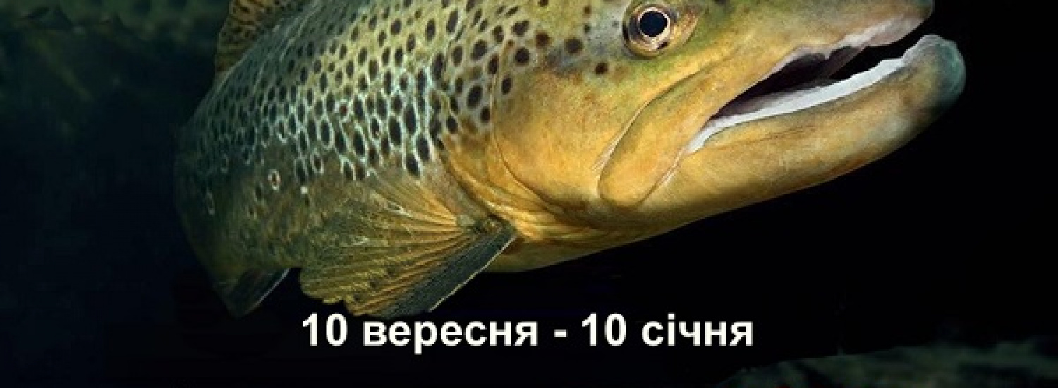 На Закарпатті розпочинається осінньо-зимова нерестова заборона вилову водних біоресурсів: деталі