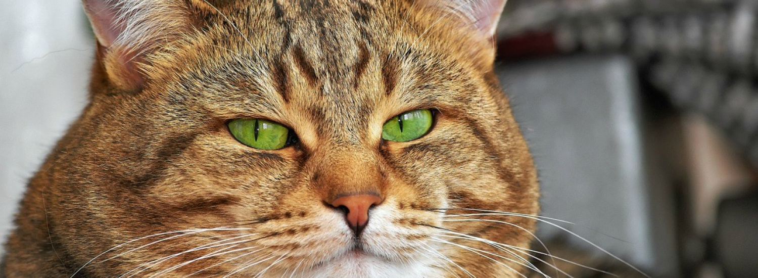 ﻿Пухлий кіт зі здивованою мордою підкорив мережу (ФОТО)