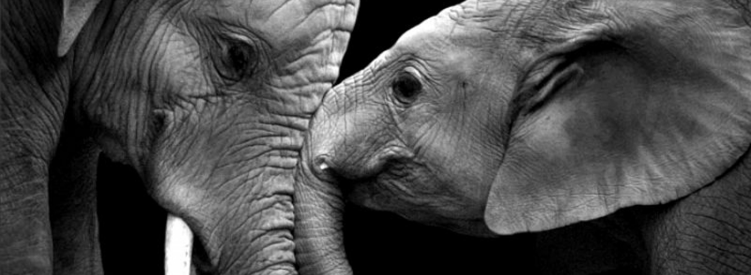 ﻿Вухасті слони, які знають, що таке кохання (ФОТО)