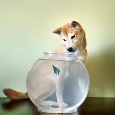 Пес і риба в акваріумі влаштували бої без правил (ВІДЕО)