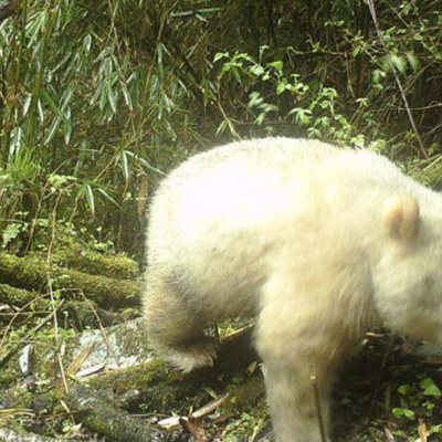 Єдина в світі гігантська панда альбінос потрапила на відео