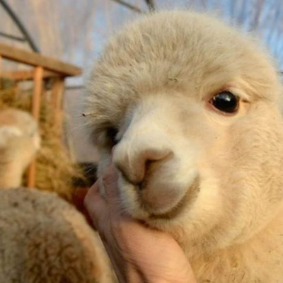 Нічого незвичайного: альпаку взяли на роботу в Китаї