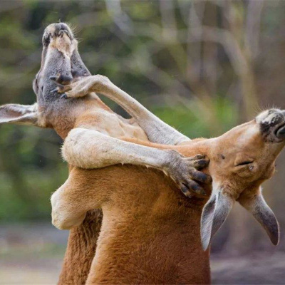 Бійка по-австралійськи: кенгуру побилися біля пабу (ВІДЕО)