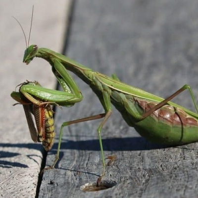Вчені покаказали як виглядав богомол, який жив 100 мільйонів років тому (ФОТО)