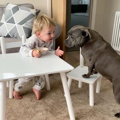 Хвостатий нянь: пітбуль став «нянькою» для новонародженого хлопчика (ФОТО)