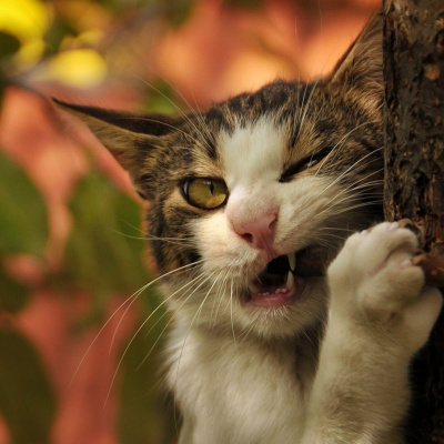 Кіт дорвався до котячої м'яти і став схожим на нас під час новорічних свят (ВІДЕО)