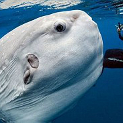 Городянам заборонили дзвонити в поліцію з приводу величезної риби