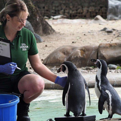 Добірка смішних фото про те, як ветеринари зважують різних тварин