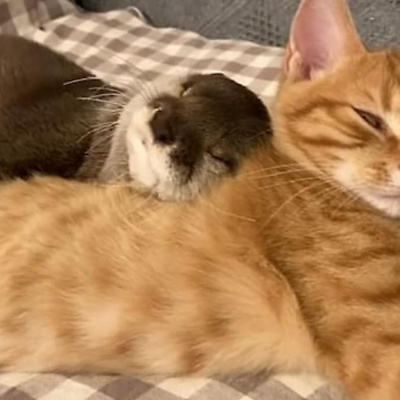 Дружба видри на прізвисько Сакура і кошеня Моті зачарувала користувачів соцмереж (ВІДЕО)