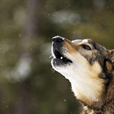 Пес ідеально повторив крик півня і прославився (ВІДЕО)