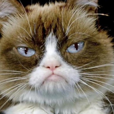 Кіт показав, як вивести господаря з себе (ВІДЕО)