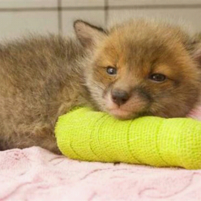 Хом'як, кенгуру та навіть їжак: фото тварин, які стали заручниками гіпсу