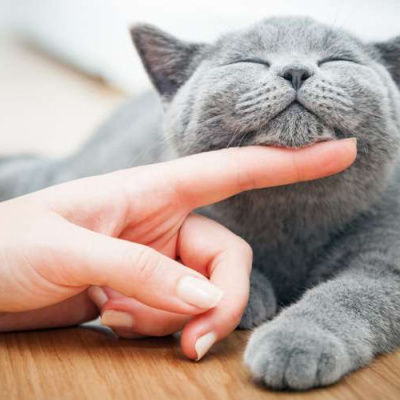 Ви все робили неправильно: вчені розповіли, як правильно гладити кота