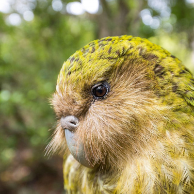 Папуга, який вдає себе кущем, став птахом року в Новій Зеландії (ВІДЕО)