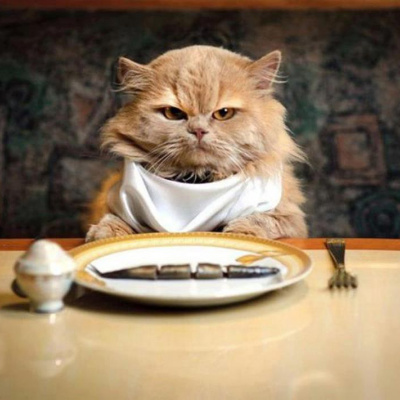 Голодний кіт прийняв своє відображення за підступного супротивника