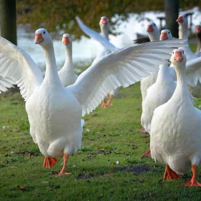 Жили у бабусі: вулицею вештались п'яні гуси та качки