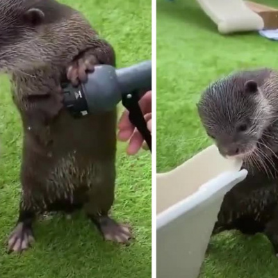 Відео боротьби видри з "настирливим" шлангом набрало 11 мільйонів переглядів