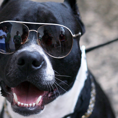 Пес зіпсував диван і зробив з нього свою «фортецю» (ВІДЕО)