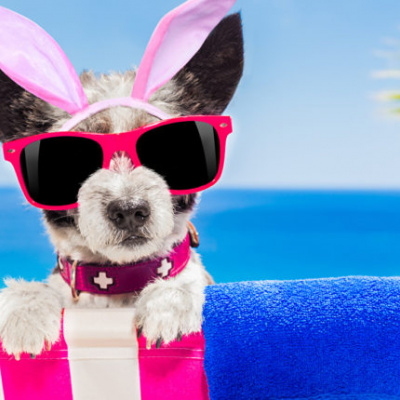 У Запоріжжі живе собака дизайнер: курйозні фото "виробів"