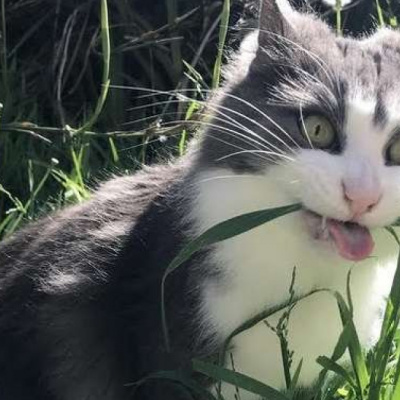 Коли на котиків найшло легке божевілля: добірка курйозних фото