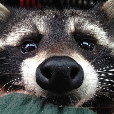 Єнот крадій поцупив ялинкову прикрасу з-під носа господарів