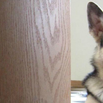 Пес ледь не затопив будинок і почав винувато каятися (ВІДЕО)