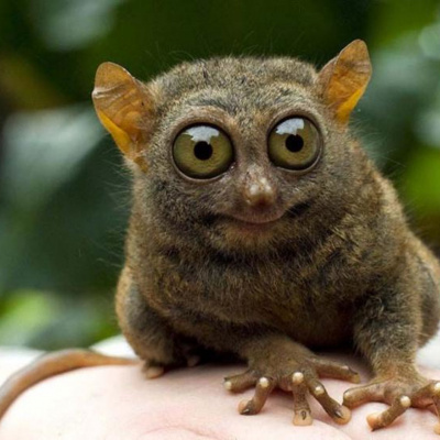 Дуже здивовані тварини, яких ви не очікували побачити (ФОТО)