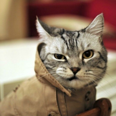 "Зайцем" до Ізраілю: український кіт перетнув кордон в контейнері з цукерками (ФОТО)