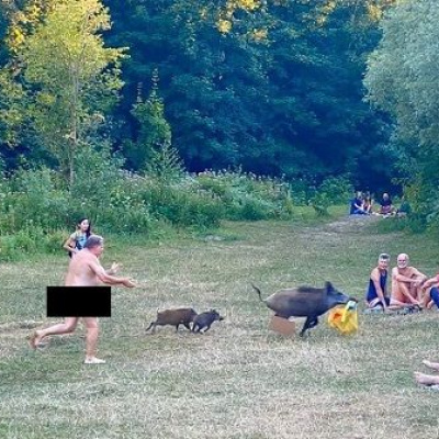 Дикі кабани поцупили у нудиста на пляжі важливі "причандали"