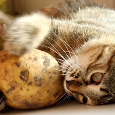 Нахабний кіт вирішив вкрасти картоплю з холодильника і розсмішив мережу (ВІДЕО)