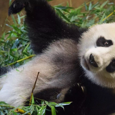 На відео потрапила панда, яка вчиться ховатися під ковдру