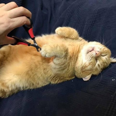 Рудий товстун, що засинає у незвичних позах підкорив фоловерів