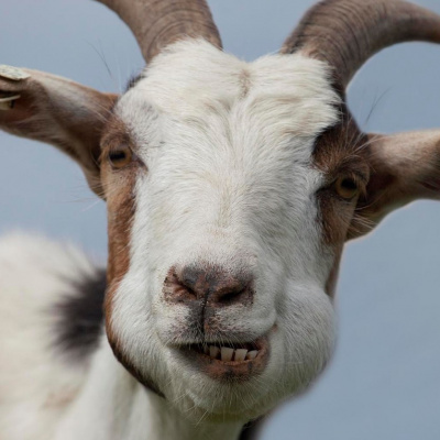 Козу, яка порушила карантин, на джипі забрали до відділку поліції