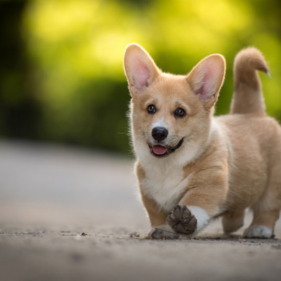 Коргі з Японії прославився на весь світ завдяки своїй міміці та пухким сідницям