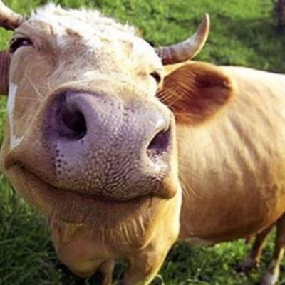 На вулицях Пакістану помітили корову на мотоциклі (ВІДЕО)