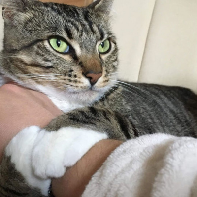 Вірний друг: кішка зворушливо зустріла господаря біля дверей (ВІДЕО)