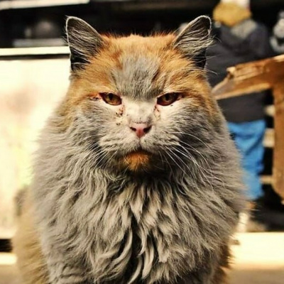 Кіт нечупара ледь не знепритомнів від свого запаху