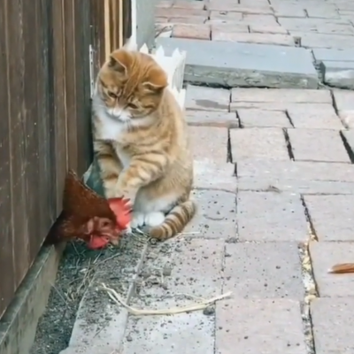 Рудий вусань провчив надокучливу курку (ВІДЕО)