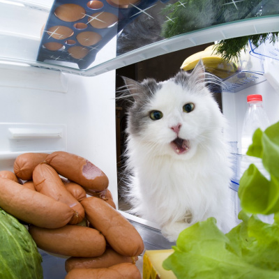 Нахабний кіт пограбував холодильник на очах у господарів (ВІДЕО)