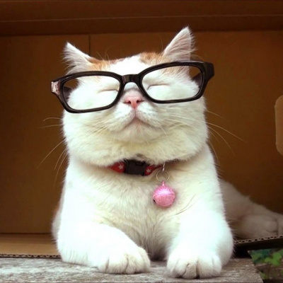 У США в якості виборця зареєстрували кота