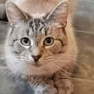 Коту з Уельса надіслали листа з погрозами