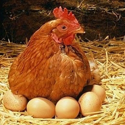 Ніколи не вживайте ці частини курки у їжу: в мережі розповіли про негативний вплив на організм