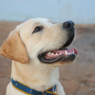 Лабрадор вразив своїх господарів, виконавши епічно сальто (ВІДЕО)
