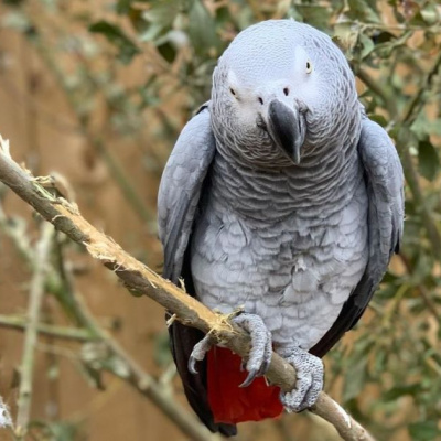 Пернаті хулігани: компанію папуг розділили через нецензурну лайку