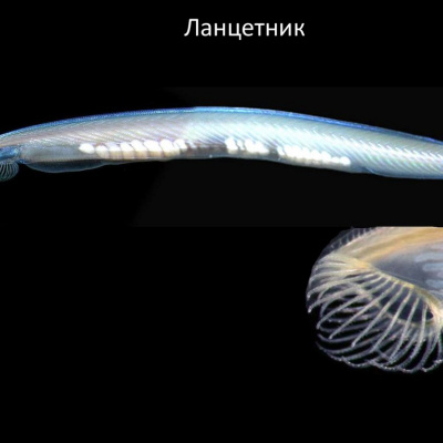 У світі існують тварини з найтоншою шкірою, яку неможливо відокремити від тіла (ФОТО)